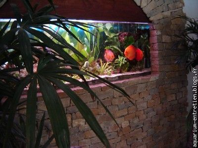 aquarium discus: entretien, décoration par nos soins